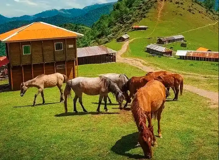 تور داخلی رشت
