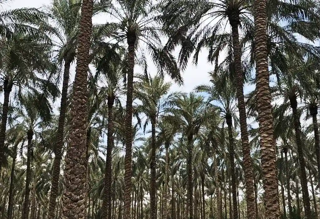 تور داحلی بوشهر و گناوه
